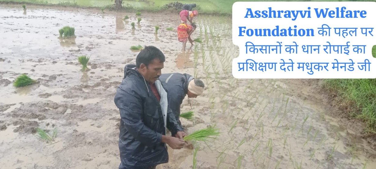धान रोपाई प्रशिक्षण • श्री मधुकर मेनडे