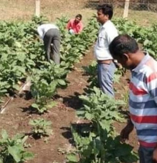 बैंगन में जैविक खाद • श्री कमलेश उईके