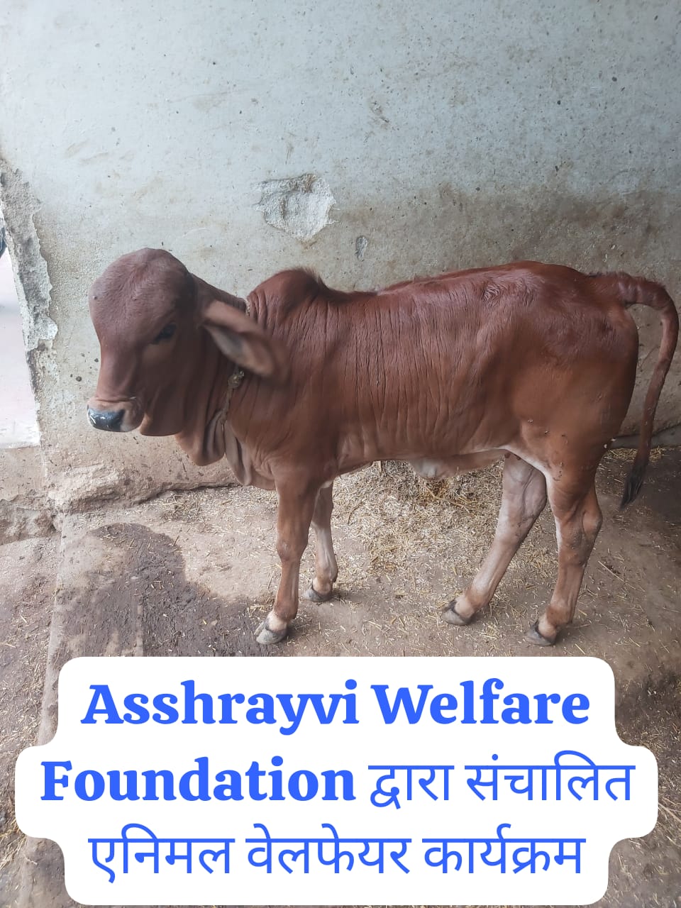 Asshrayvi Welfare Foundation द्वारा संचालित एनिमल वेलफेयर कार्यक्रम
